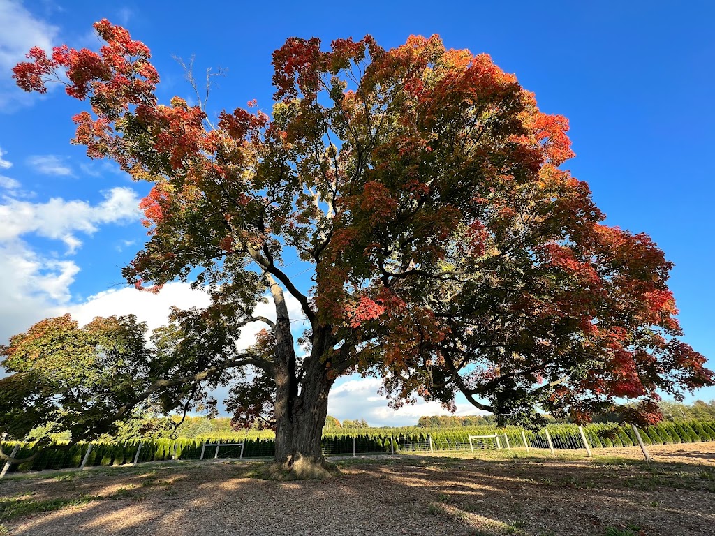 Comfort Maple Conservation Area | 636 Metler Rd, Fenwick, ON L0S 1C0, Canada | Phone: (905) 788-3135 ext. 0