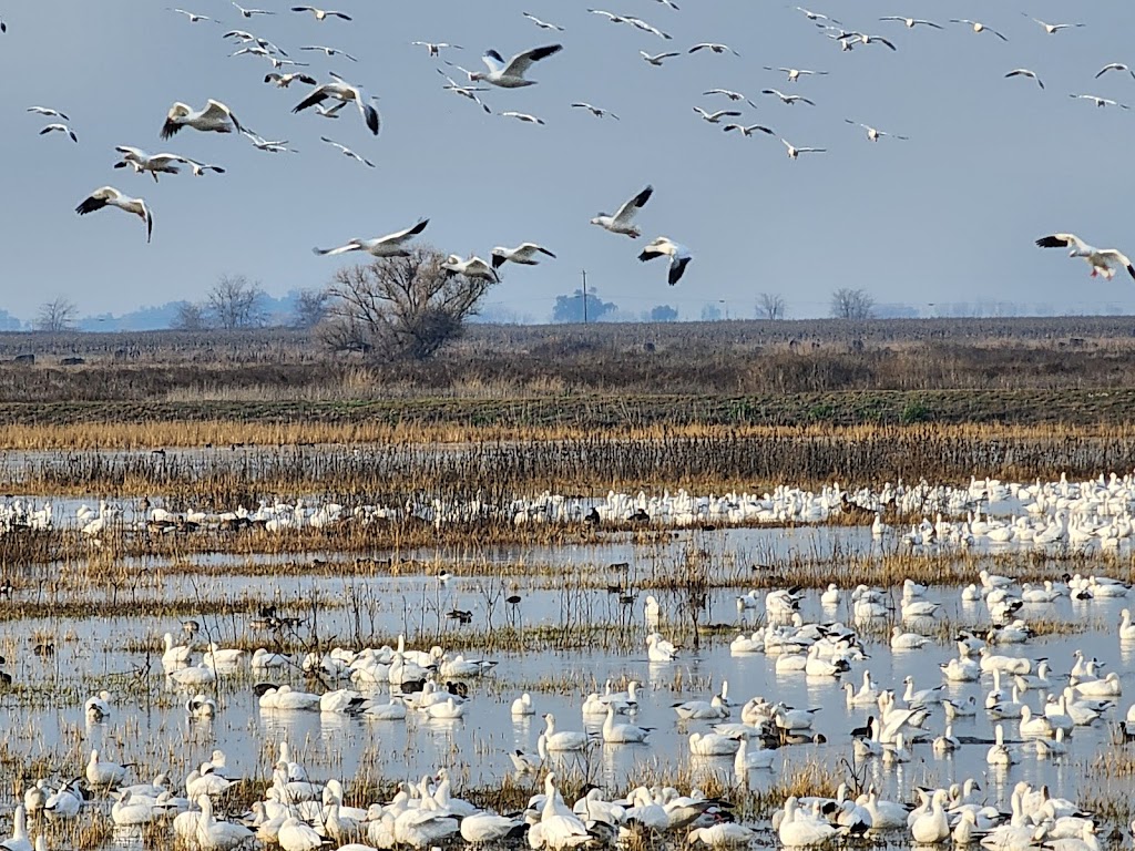 Merced National Wildlife Refuge | 7430 W Sandy Mush Rd, Merced, CA 95341, USA | Phone: (209) 826-3508