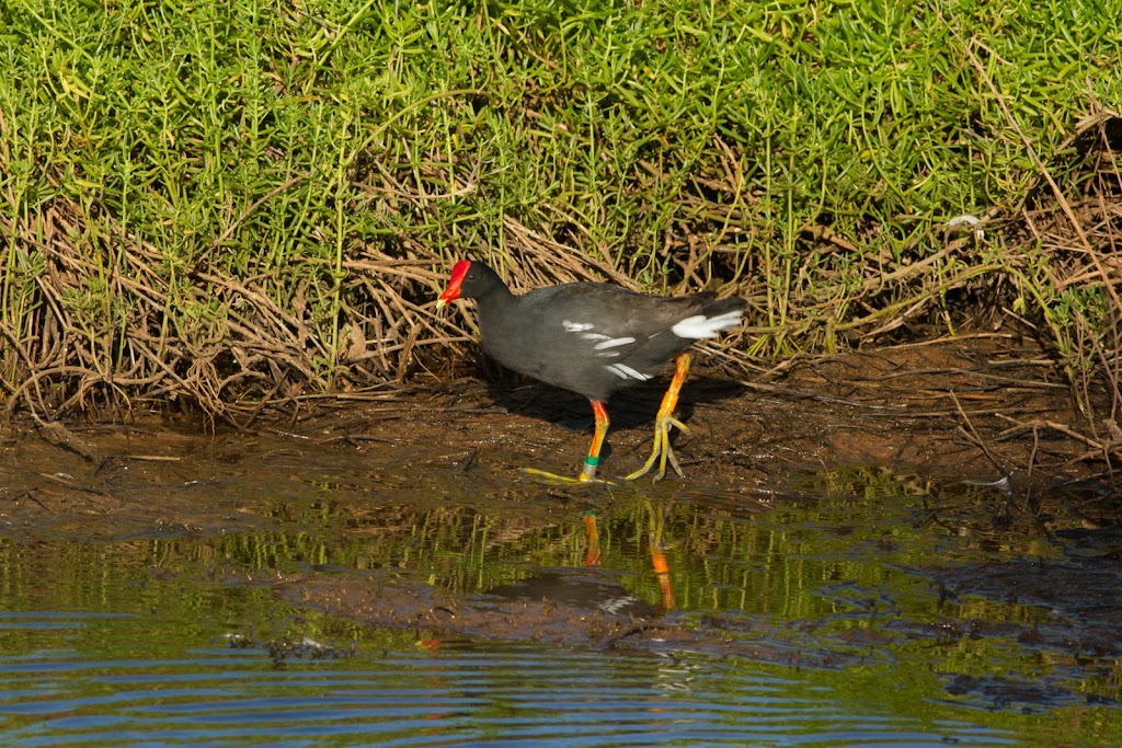 Kaelepulu Wetland Bird Preserve | 1460 Kiukee Pl, Kailua, HI 96734, USA | Phone: (808) 261-2179