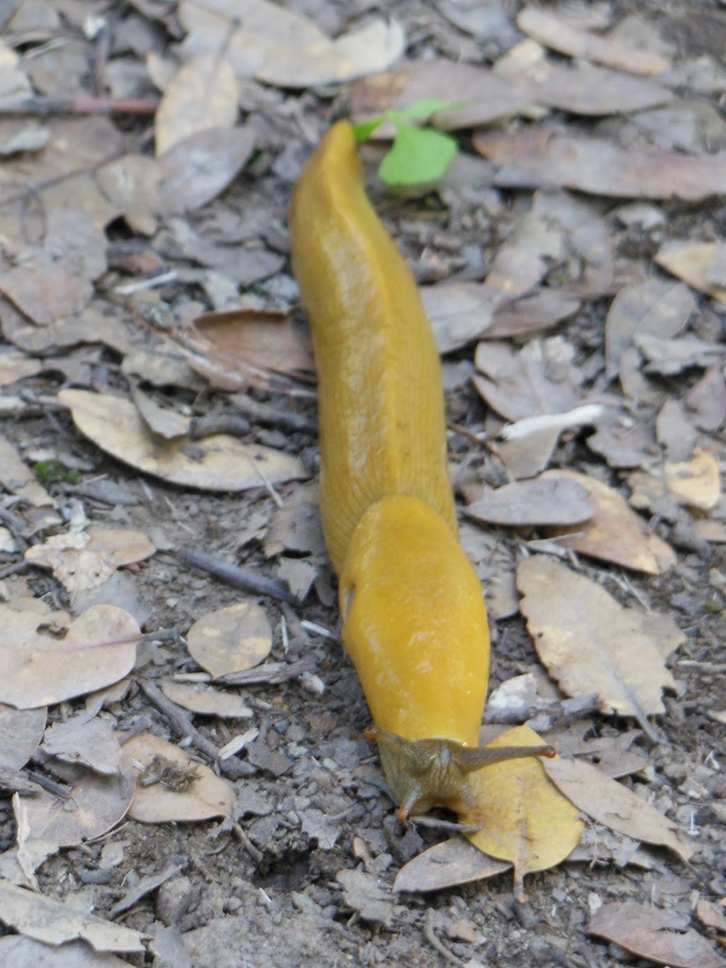 Half Moon Bay Coastside Tours | 225 Cabrillo Hwy S c108, Half Moon Bay, CA 94019, USA | Phone: (650) 720-7050