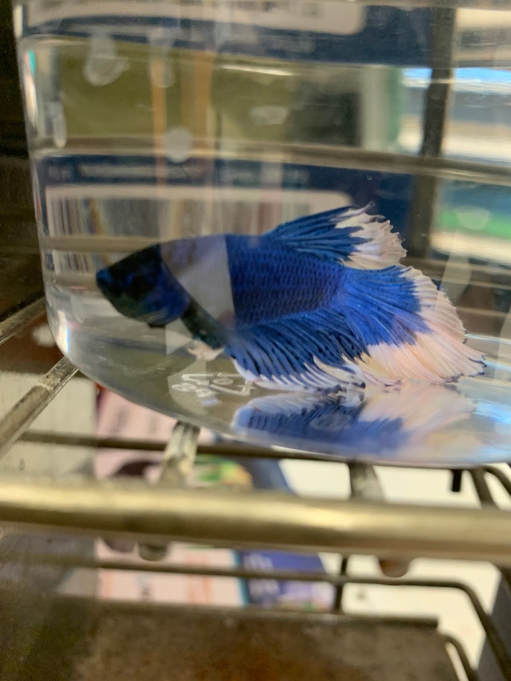 Petco | 313 Homer M Adams Pkwy, Alton, IL 62002, USA | Phone: (618) 462-2950