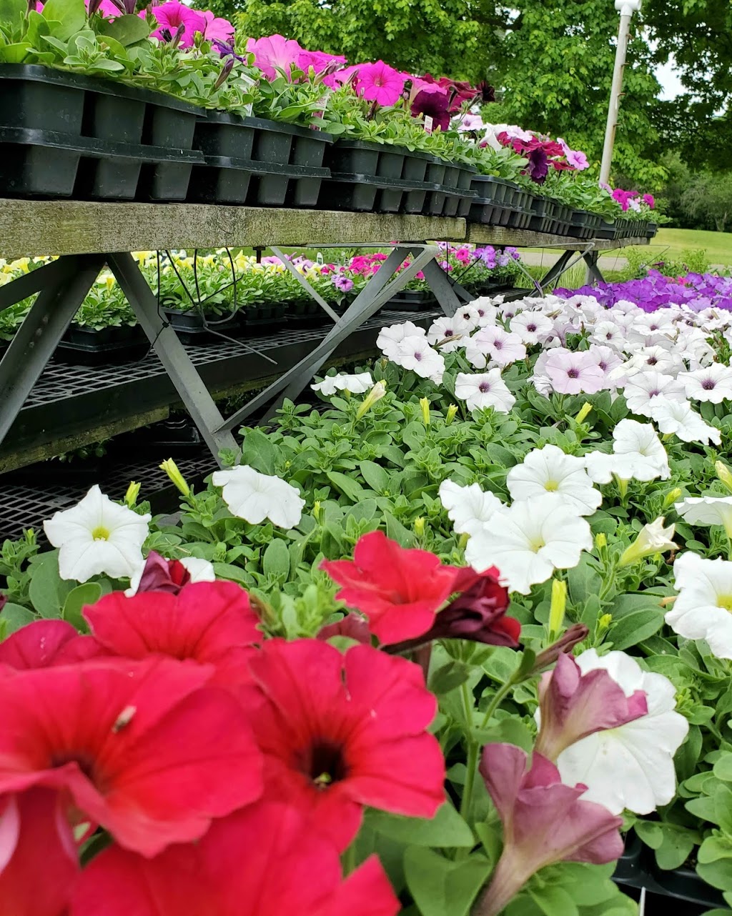 Scioto Blooms Greenhouse | 13071 Walker Rd, Ashville, OH 43103, USA | Phone: (740) 983-6655