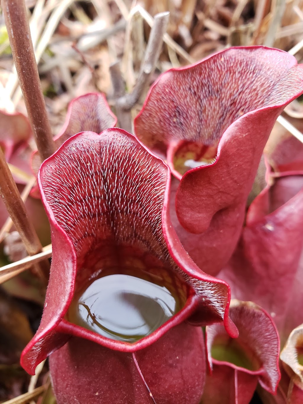 Triangle Lake Bog State Nature Preserve | Ravenna, OH 44266, USA | Phone: (240) 727-3330