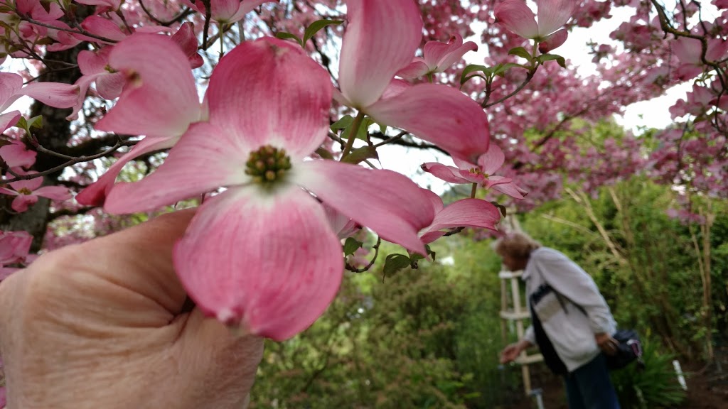 The Rogerson Clematis Garden | 125 Rosemont Rd, West Linn, OR 97068, USA | Phone: (971) 777-4394