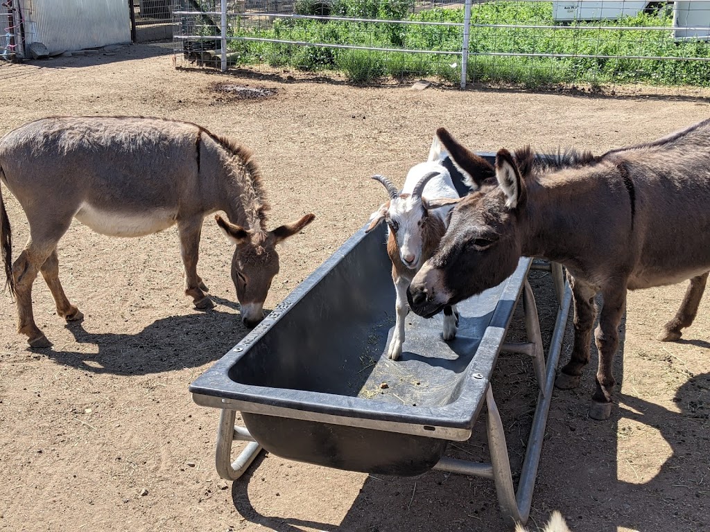Shepperly Farm and Petting Zoo | 3240 Grandview Ave, Cañon City, CO 81212, USA | Phone: (719) 220-0258