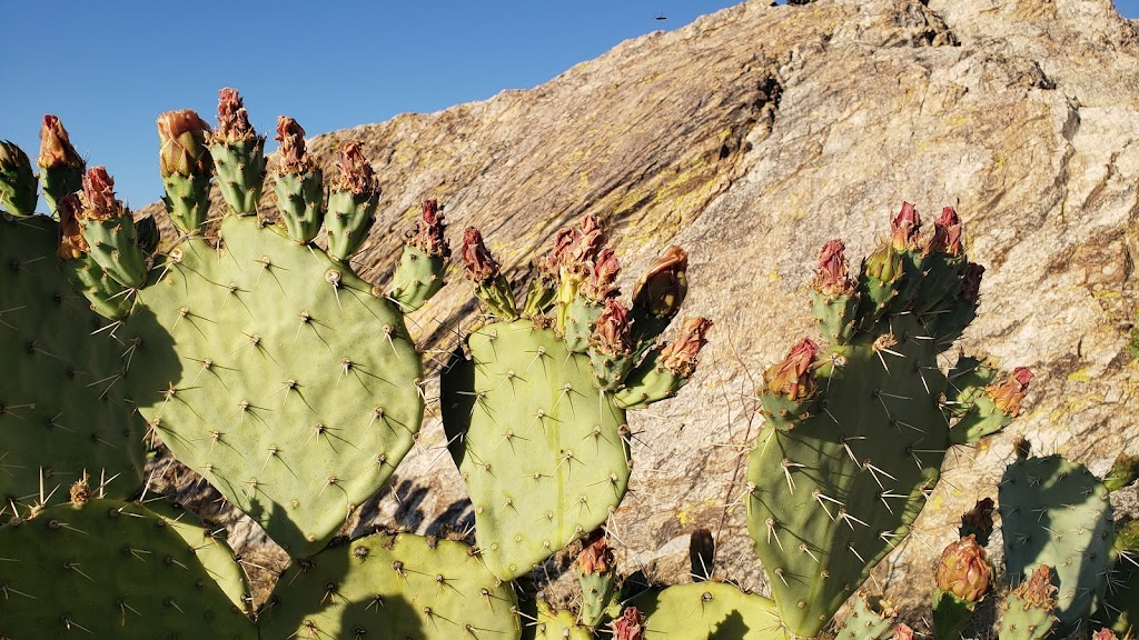 Javelina Rocks | Cactus Forest Dr, Tucson, AZ 85748, USA | Phone: (520) 733-5153
