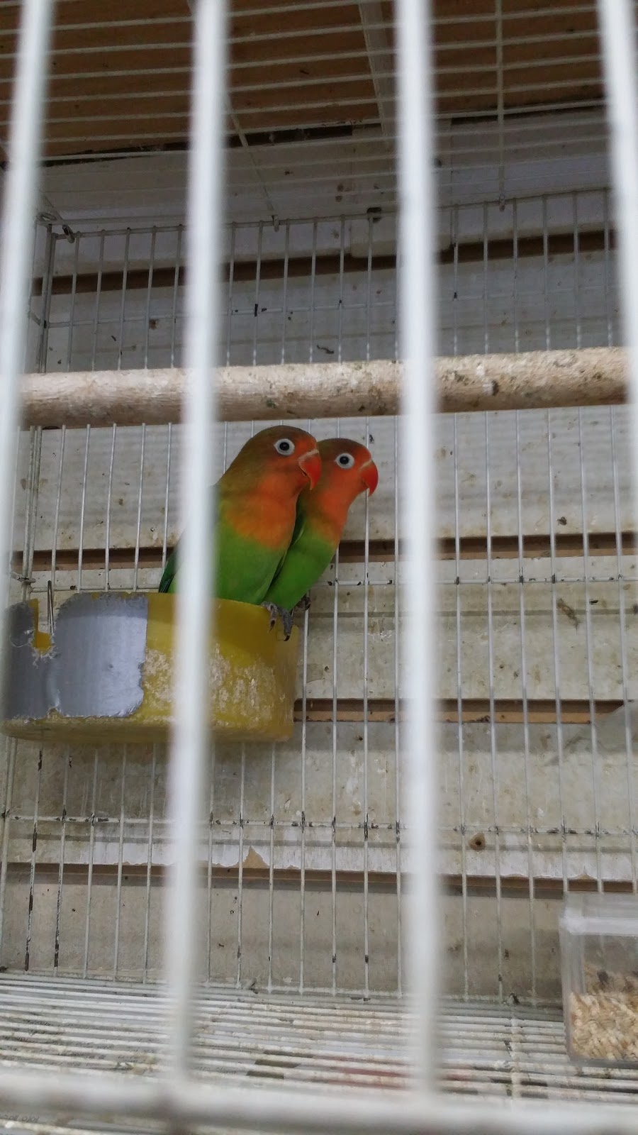 Villas Pet Shop | 10508 E Garvey Ave, El Monte, CA 91733, USA | Phone: (323) 482-6278