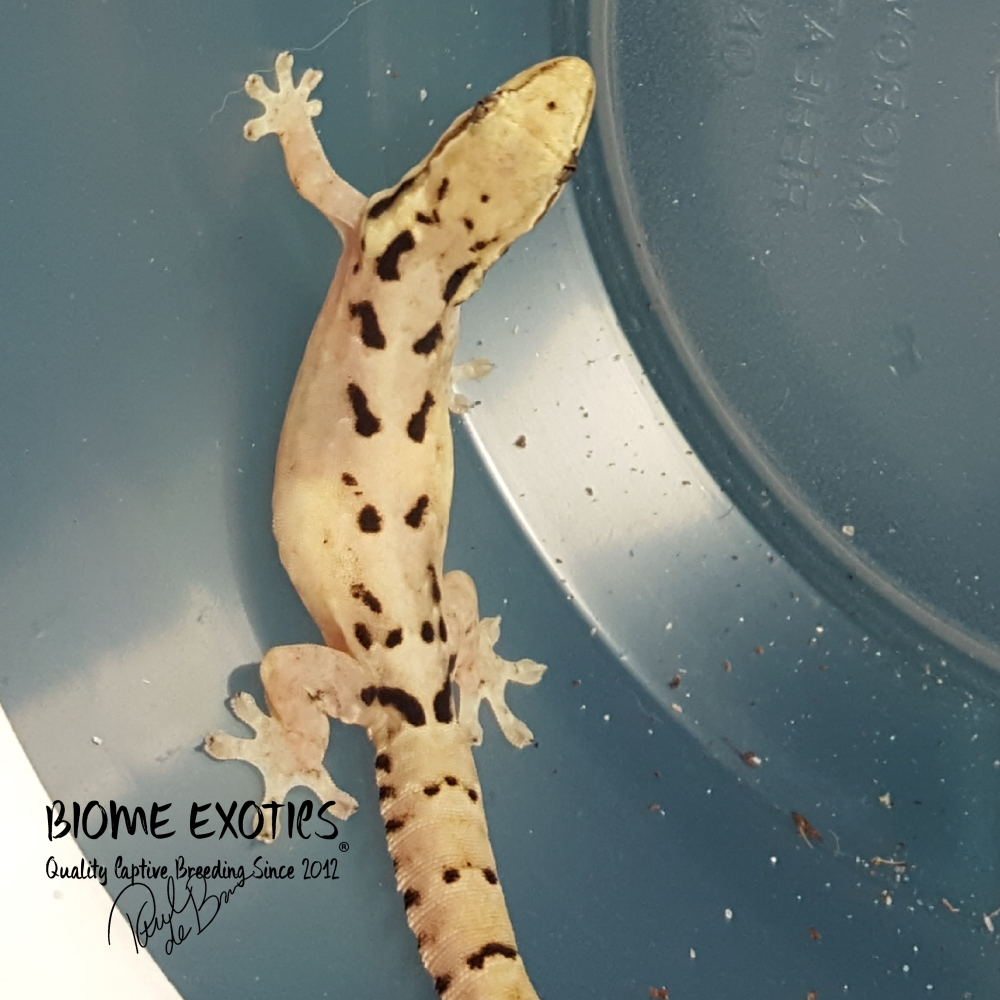 Biome Exotics | 24000 Hawkins Creamery Ct, Gaithersburg, MD 20882, USA | Phone: (301) 956-2282