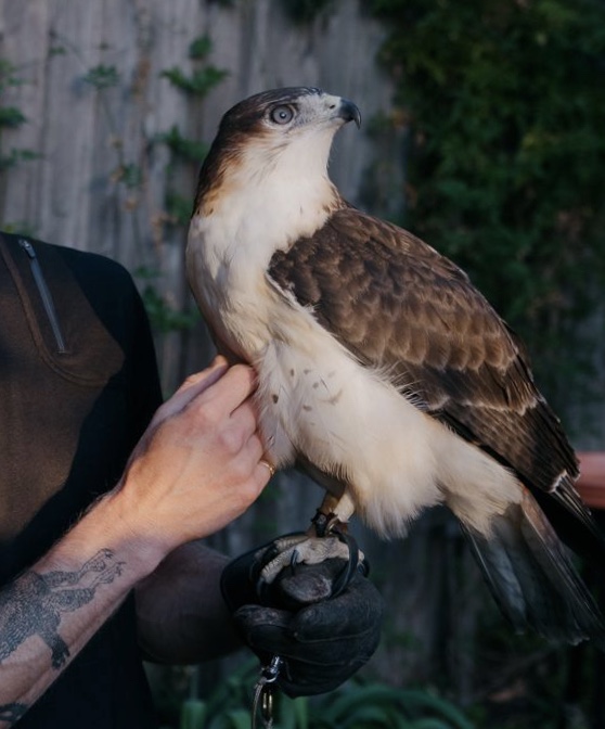 Hawk On Hand Falconry | 4235 Monterey Rd, Los Angeles, CA 90032, USA | Phone: (845) 532-5401