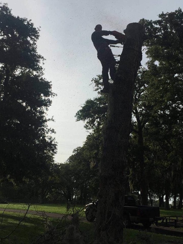 Adeleyvis Vazquez trees service | 240 goodwin ct, Lockhart, TX 78644, USA | Phone: (786) 239-5711