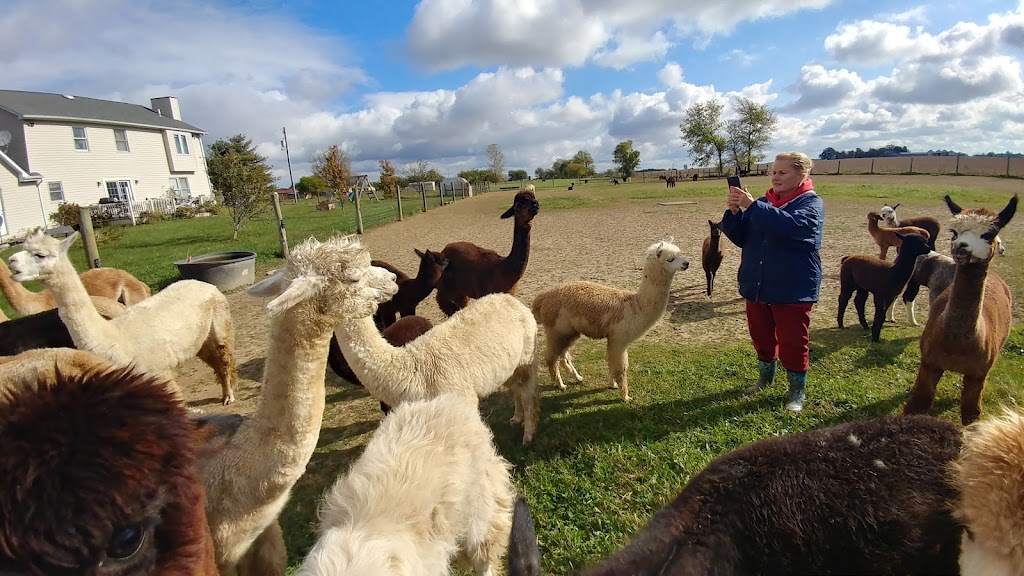 A & R Alpaca Farm and Gift Shop | 10981 US-22, Williamsport, OH 43164, USA | Phone: (614) 361-8789