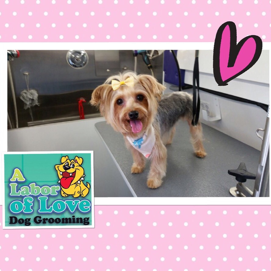 A Labor of Love Dog Grooming Salon | 10864 SW 104th St, Miami, FL 33176, USA | Phone: (305) 270-9170