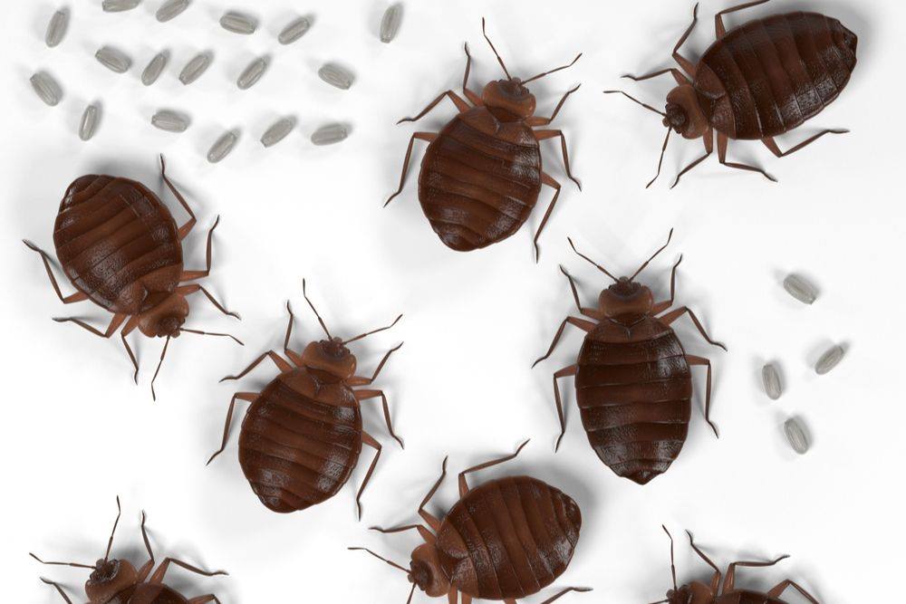 Healthy Home Pest Control & Services | 3680 Lebanon Ave, Belleville, IL 62221, USA | Phone: (618) 589-6016 Healthy Home Pest Control & Services | 3680 Lebanon Ave, Belleville, IL 62221, USA | Phone: (618) 589-6016