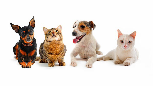 Raritan Valley Veterinary Hospital | 1190 NJ-28, Branchburg, NJ 08876, USA | Phone: (908) 905-0041