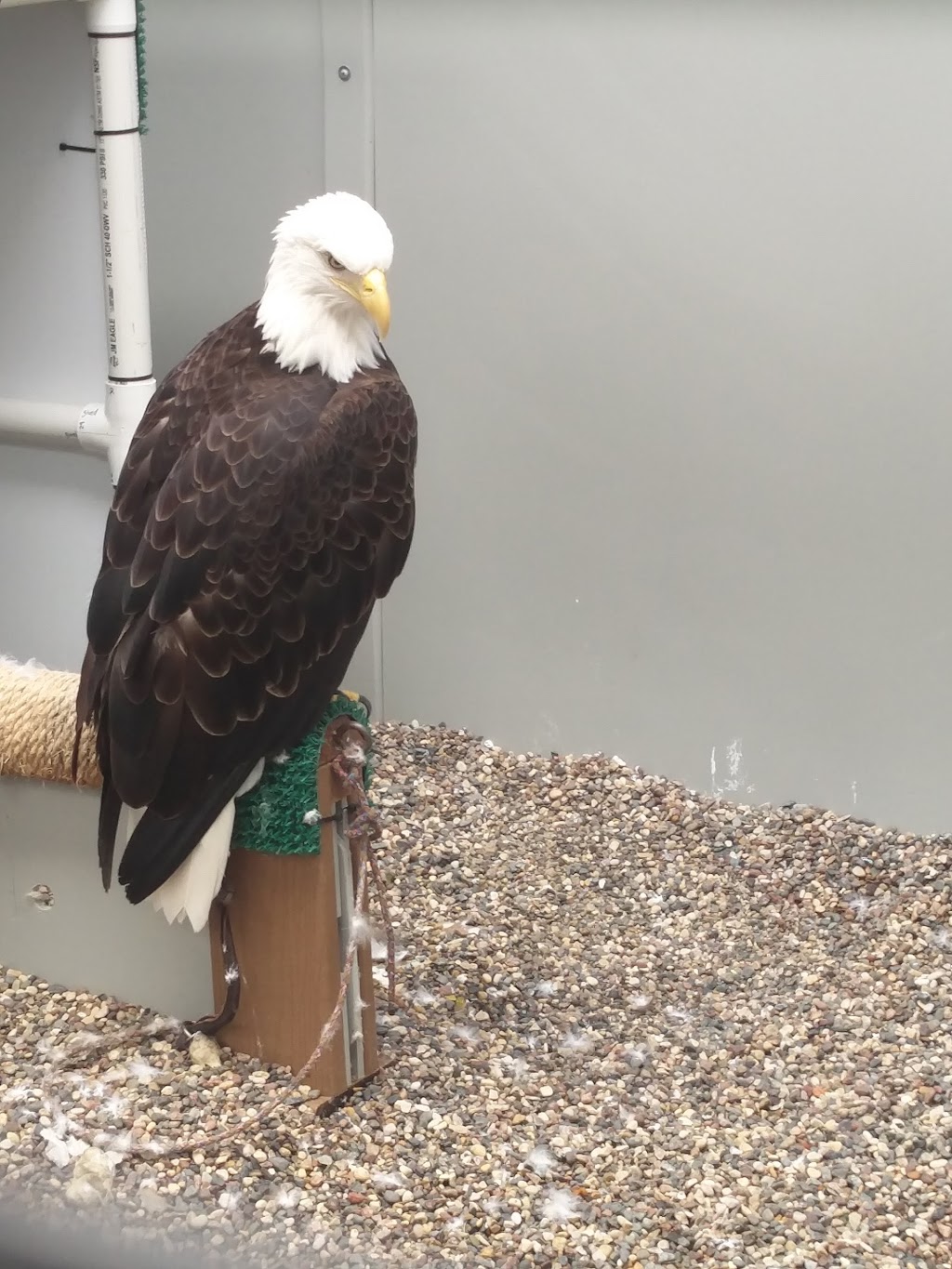 Gabbert Raptor Center | 1920 Fitch Ave, St Paul, MN 55108, USA | Phone: (612) 624-4745