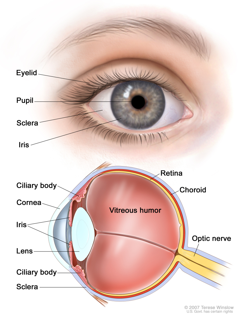 bronx vista optique | 3870 White Plains Rd, Bronx, NY 10467, USA | Phone: (718) 652-5801