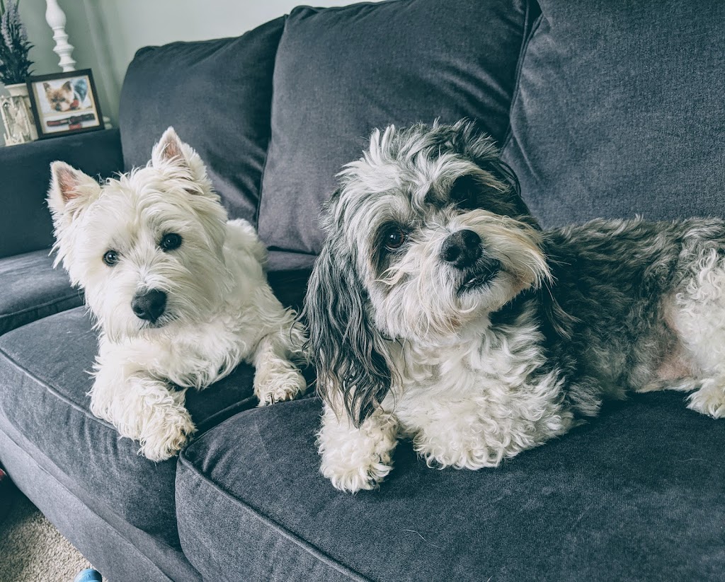 Geneva Veterinary Clinic | 254 S Broadway, Geneva, OH 44041, USA | Phone: (440) 361-4363