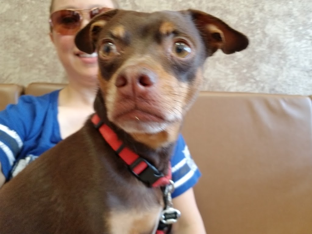 Animal Hospital Of Valley Ranch | 8600 N MacArthur Blvd APT 132, Irving, TX 75063, USA | Phone: (972) 409-0186