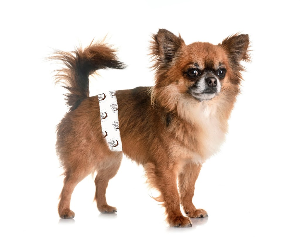 Chihuahuas Wee Love | 780 Lake Shadow Dr, Lavon, TX 75166, USA | Phone: (972) 853-0930