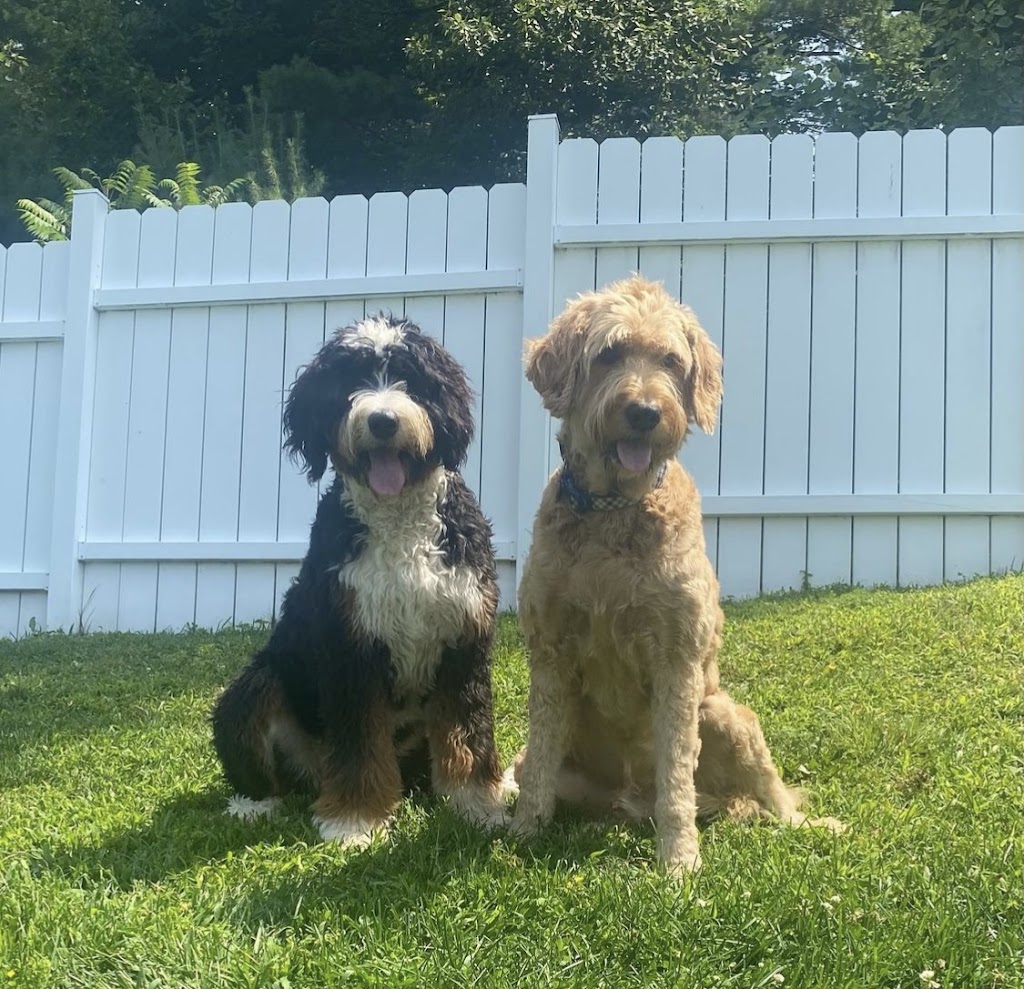 Saratoga Goldendoodles | NY-9P, Saratoga Springs, NY 12866, USA | Phone: (518) 810-7387