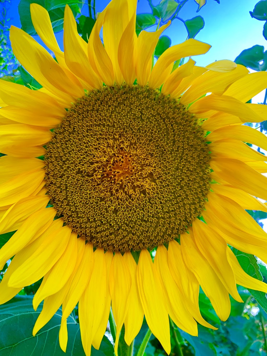 Sweet Girl Farms | 8358 S Alta Ave, Reedley, CA 93654, USA | Phone: (323) 314-1967