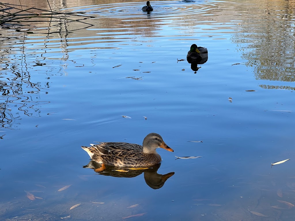 Jordan Pond | Jordan Pond, Hayward, CA 94544, USA | Phone: (510) 582-2206