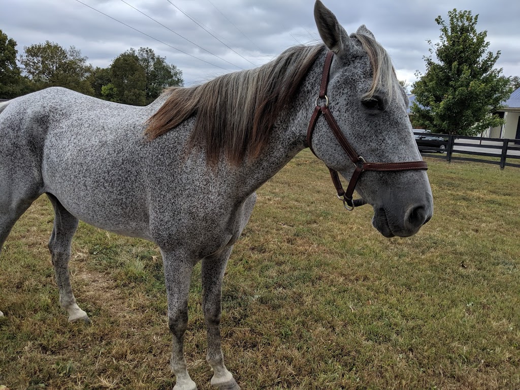 Park Equine Hospital | 5455 Lexington Rd, Lexington, KY 40511, USA | Phone: (859) 987-4303