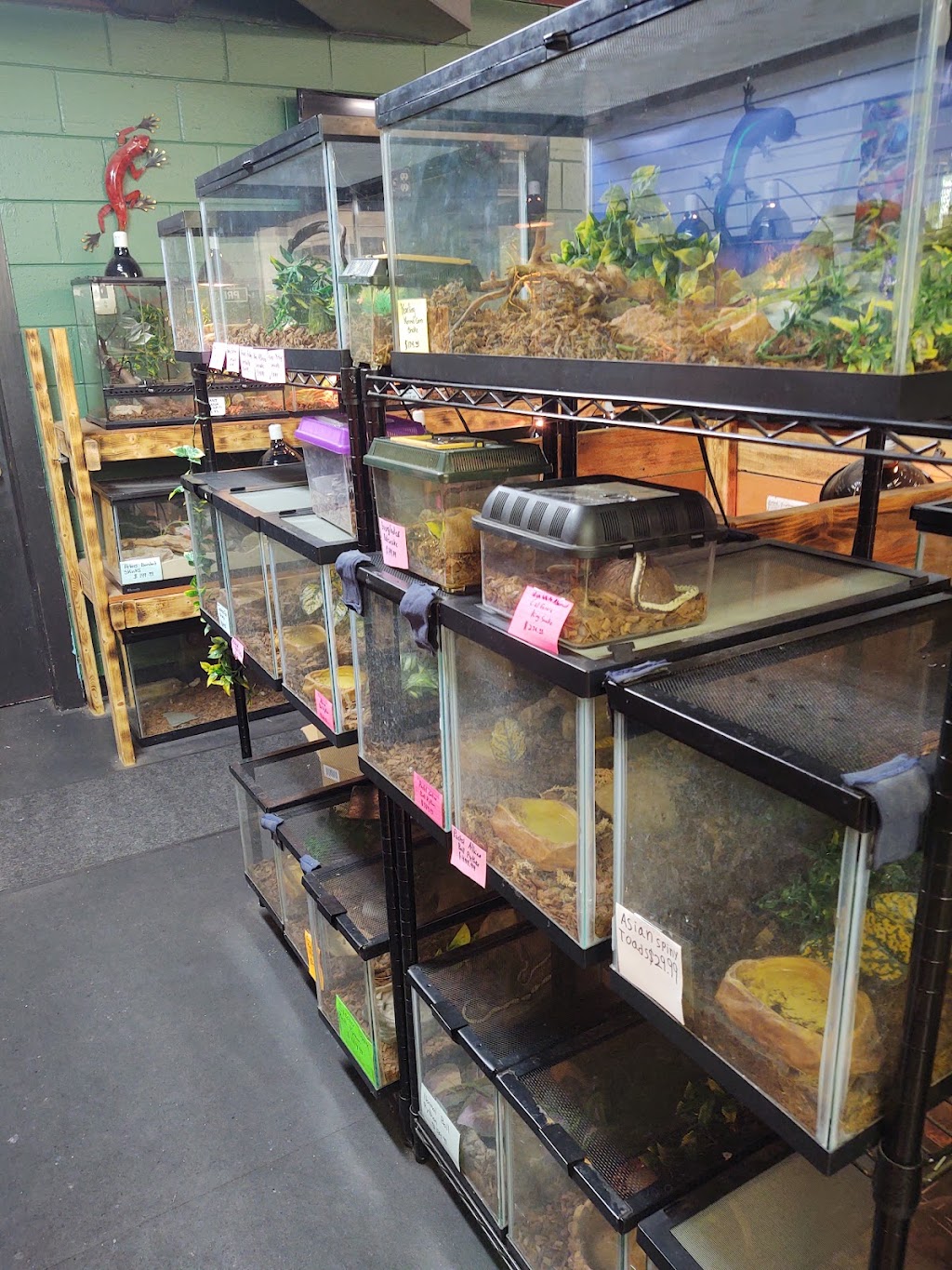 Animal Jungle Pet Shop | 3744 Fishcreek Rd, Stow, OH 44224 | Phone: (330) 501-6208