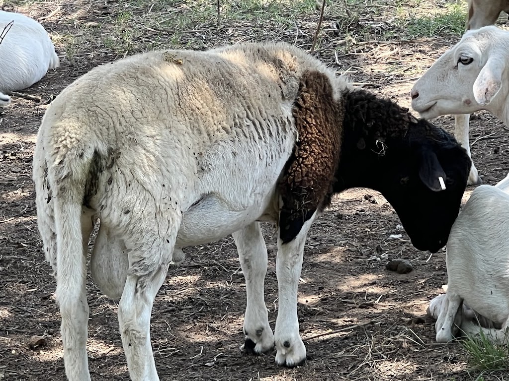 Salamis Farms | 10349 Shadow Valley Ct, Burleson, TX 76028, USA | Phone: (918) 815-0245