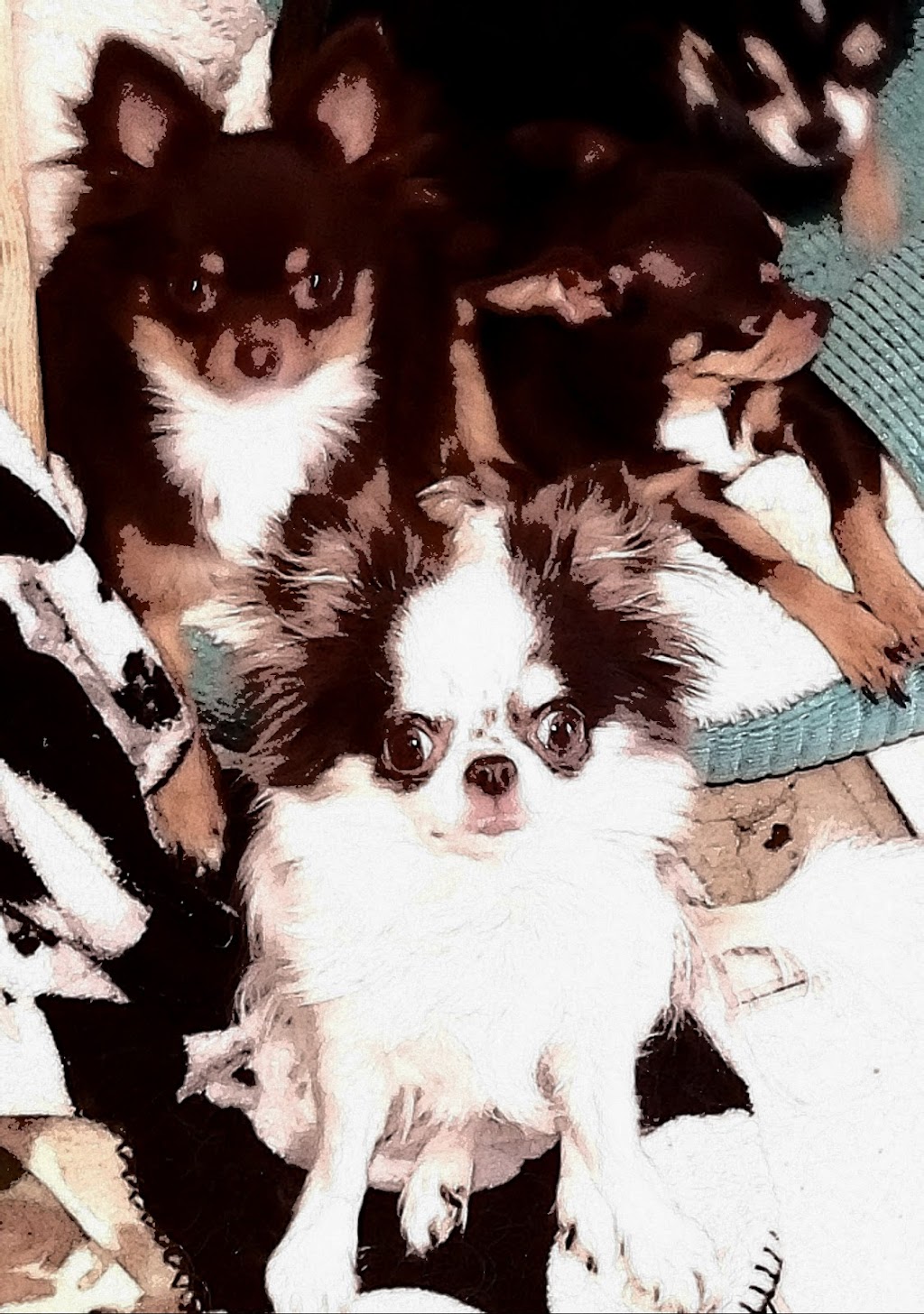 chihuahuas unlimited | 61315 Pugh Rd, Lacombe, LA 70445, USA | Phone: (985) 445-2878