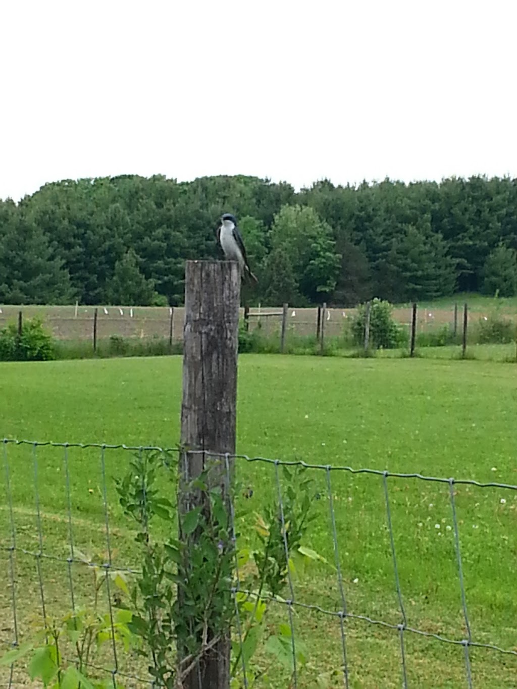 St. Peter Lutheran Church | 880 Neal Ave S, Afton, MN 55001, USA | Phone: (651) 436-3357