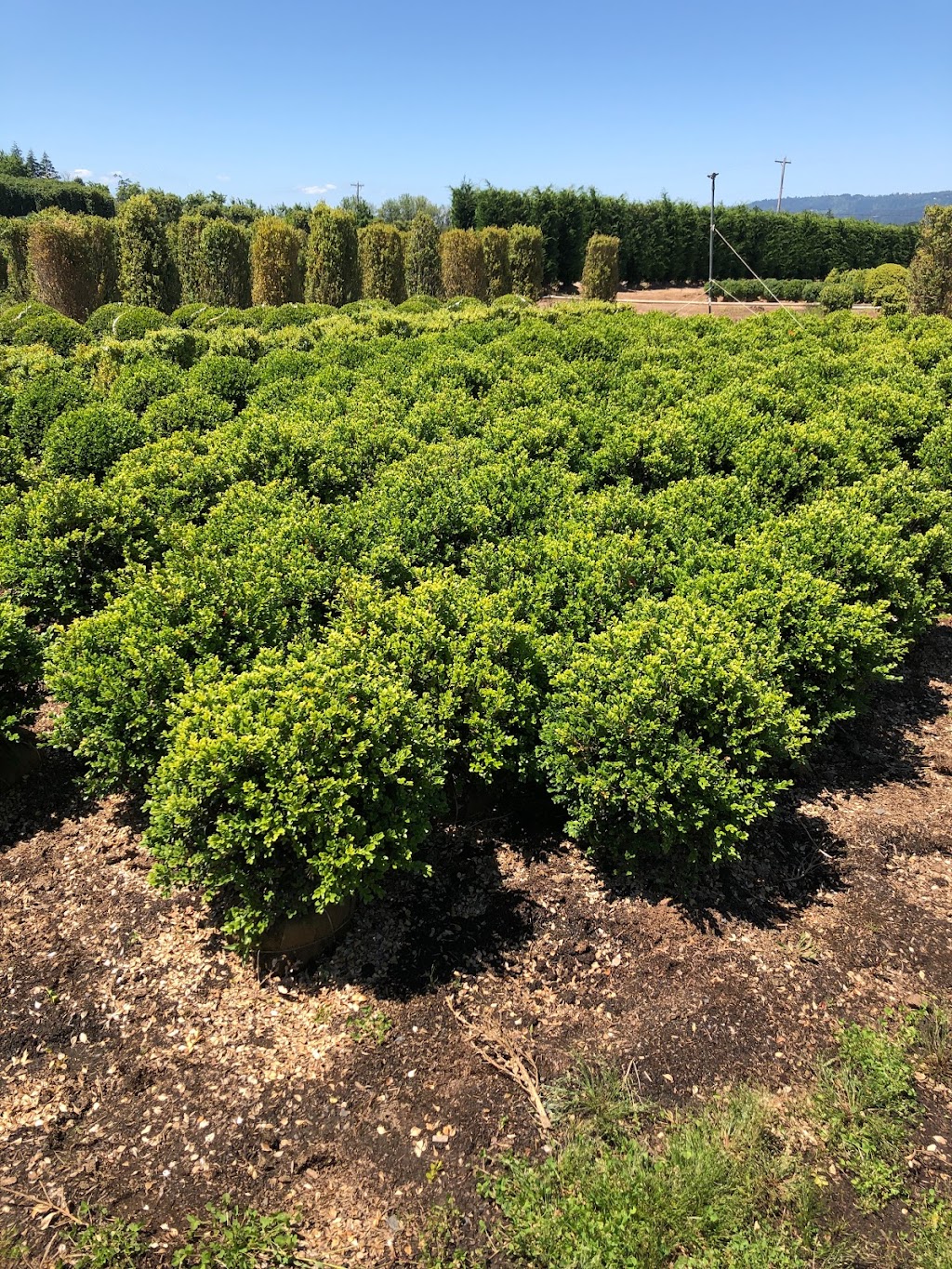 Boxwood Garden (wholesale by appoinment only) | 31350 NE Wilsonville Rd, Newberg, OR 97132, USA | Phone: (503) 739-3335