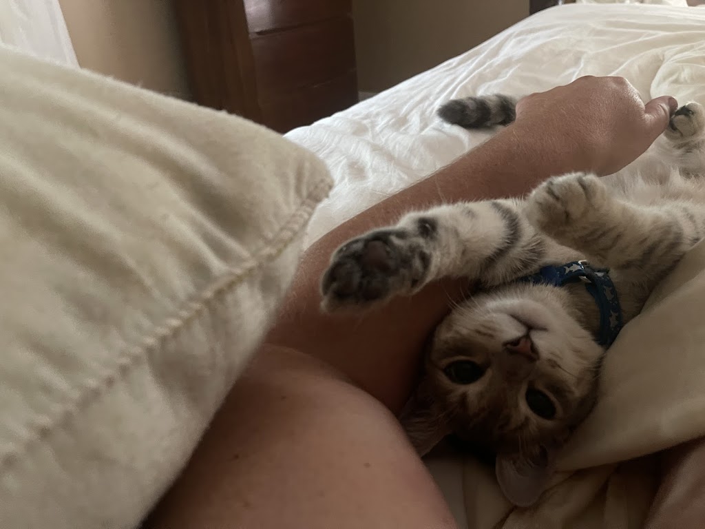 CVCA Cardiac Care For Pets | 13160 Magisterial Dr, Louisville, KY 40223, USA | Phone: (502) 410-0034