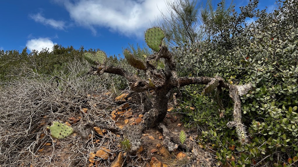 Lower Moro Parking Lot, Crystal Cove State Park | El Moro Canyon Trail, Laguna Beach, CA 92651, USA | Phone: (949) 494-3539