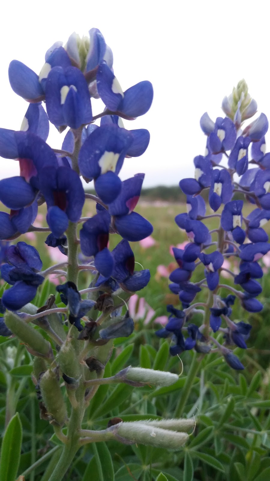 Cedar Pavilion | 3300 Brushy Creek Rd, Cedar Park, TX 78613, USA | Phone: (512) 401-5500