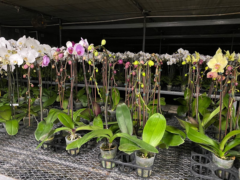 Ontario Orchids Inc | 703 Pomelo Dr, Vista, CA 92081, USA | Phone: (760) 631-0098