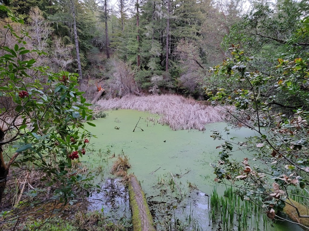 Thornewood Open Space Preserve | 21-99 Old La Honda Rd, Woodside, CA 94062, USA | Phone: (650) 691-1200