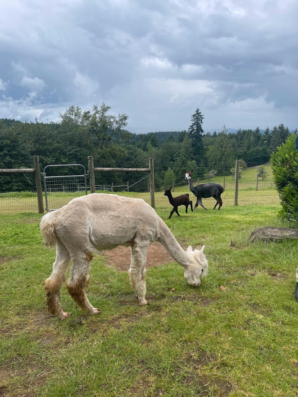 Alpacas of Oregon | 21345 SW Aebischer Rd, Sherwood, OR 97140, USA | Phone: (503) 348-6958