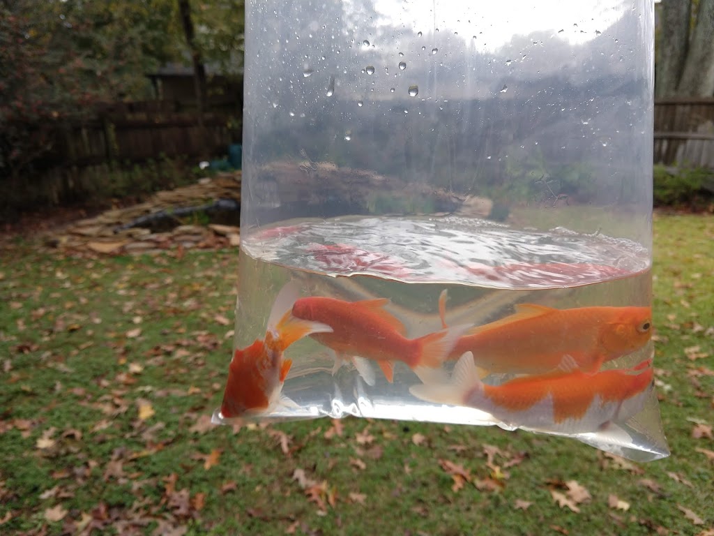 Ornamental Pond Fish, Inc. | 301 Thorn Rd, Port Allen, LA 70767, USA | Phone: (225) 343-4002