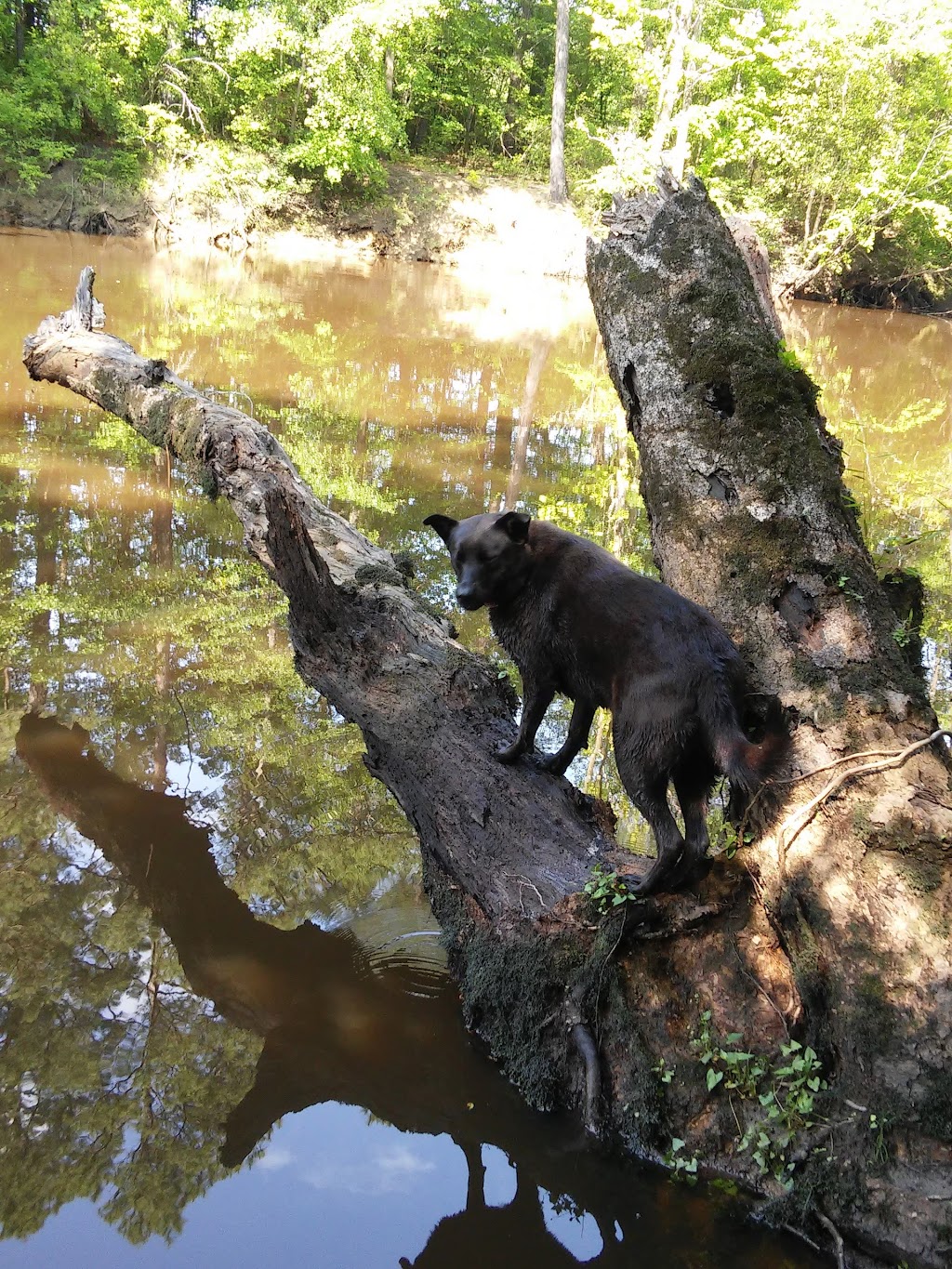 Blackwater Ecological Preserve | Thomas Woods Trail, Zuni, VA 23898, USA | Phone: (757) 683-3597