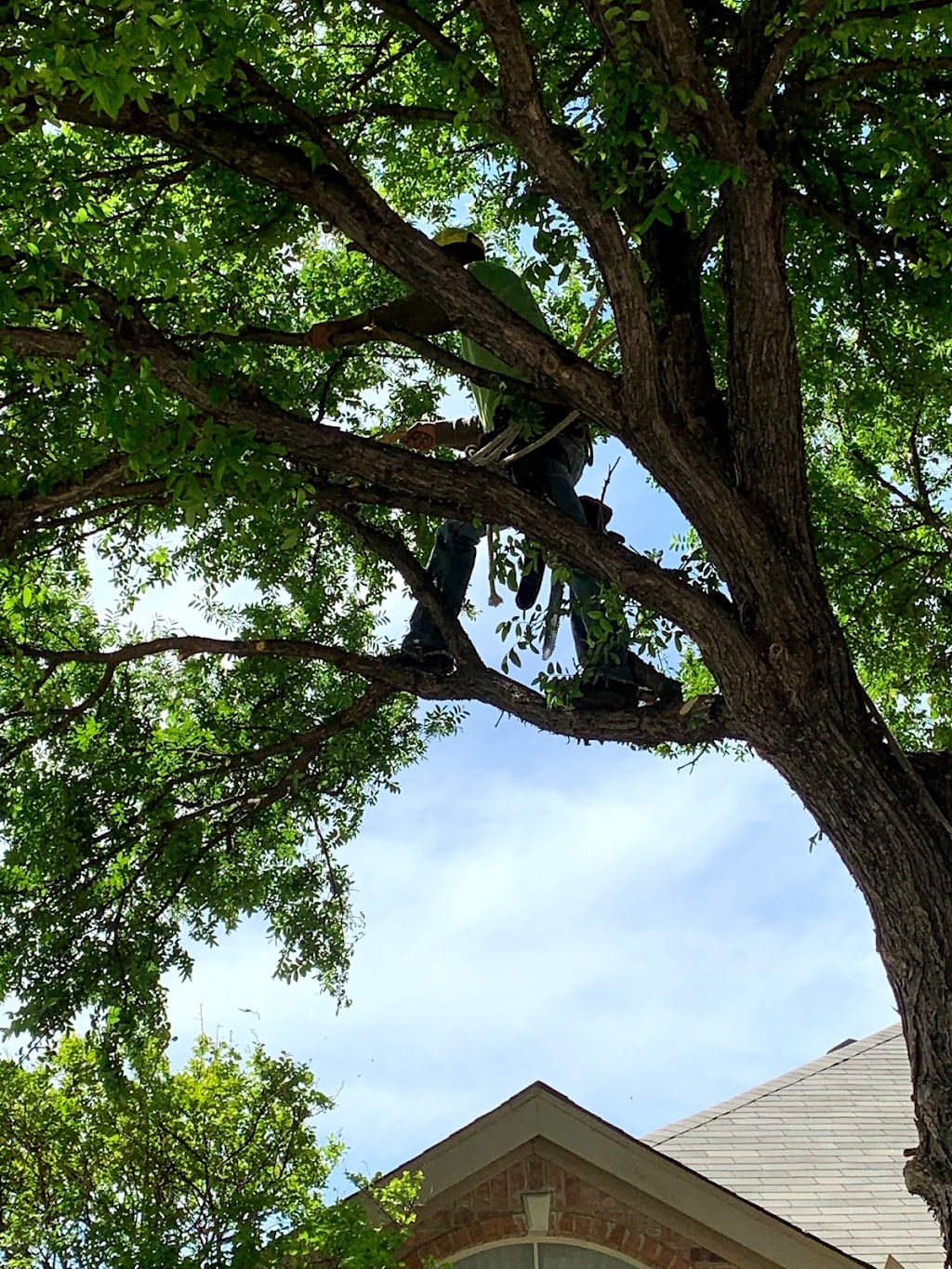 Rivera’s tree service | 102 Ridgeway Cir, Lewisville, TX 75067, USA | Phone: (214) 682-8534