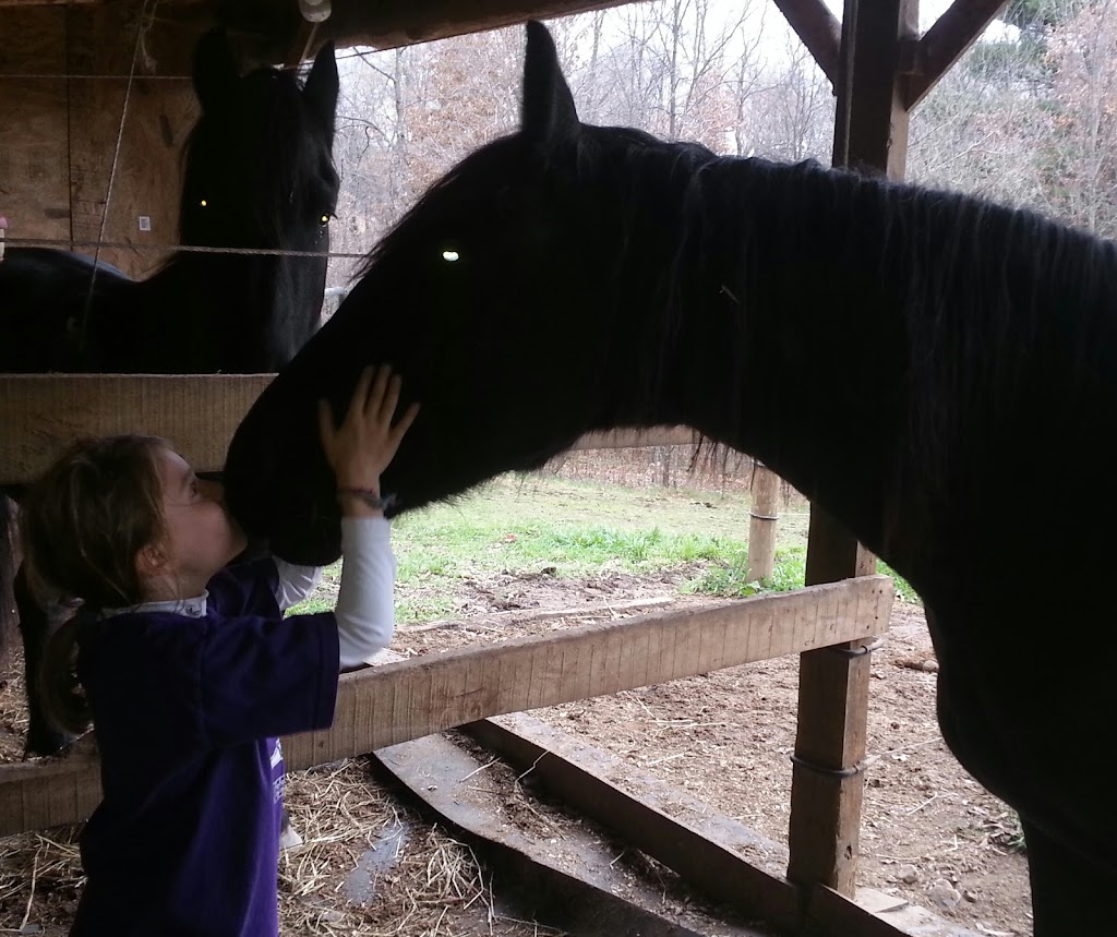 Sleepy Hollow Equestrian Center-Therapeutic Riding | 11811 Gaston Rd, Negley, OH 44441, USA | Phone: (724) 622-0647