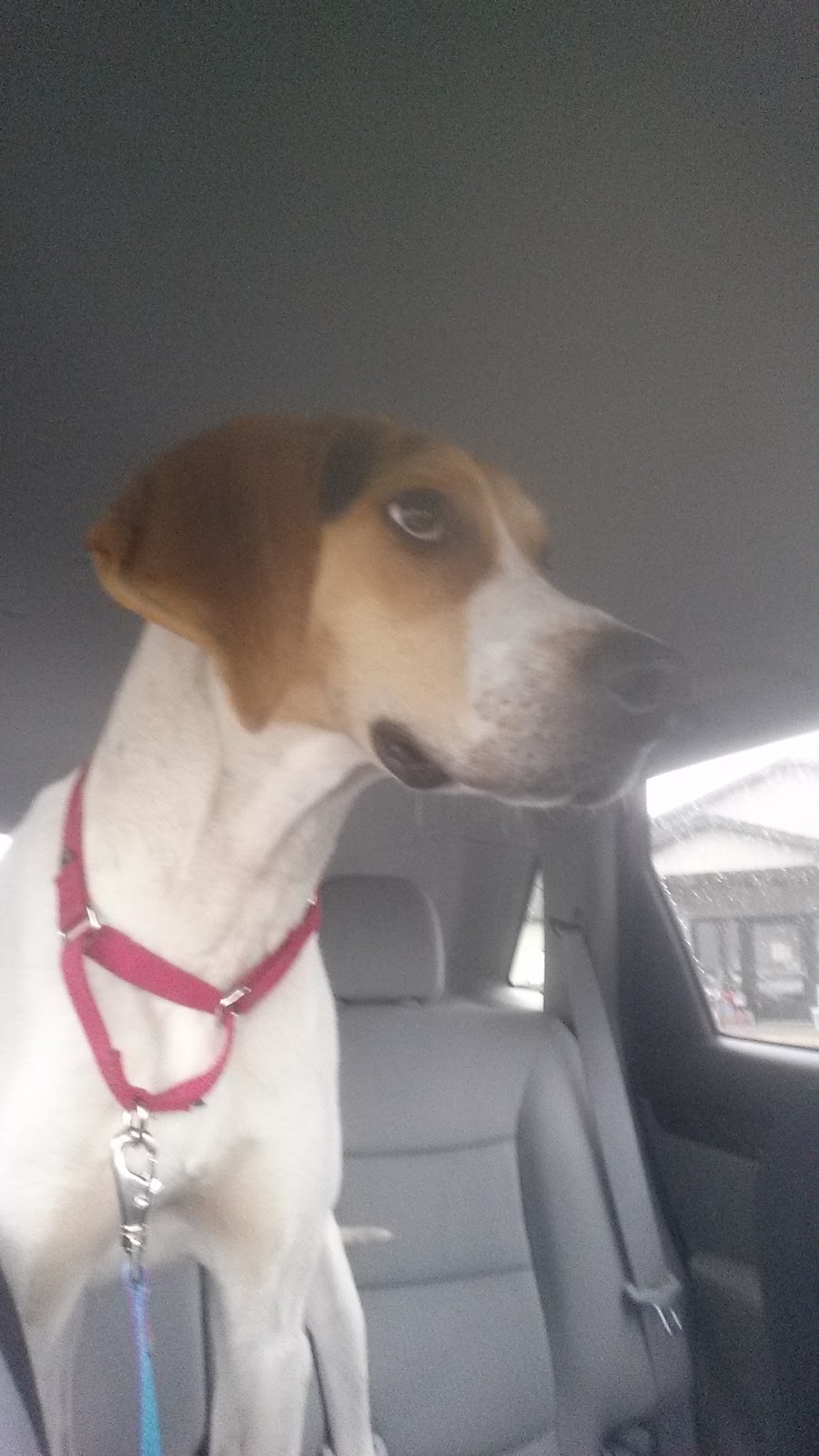 Genesee County Animal Shelter | 3841 W Main Street Rd, Batavia, NY 14020, USA | Phone: (585) 343-6410