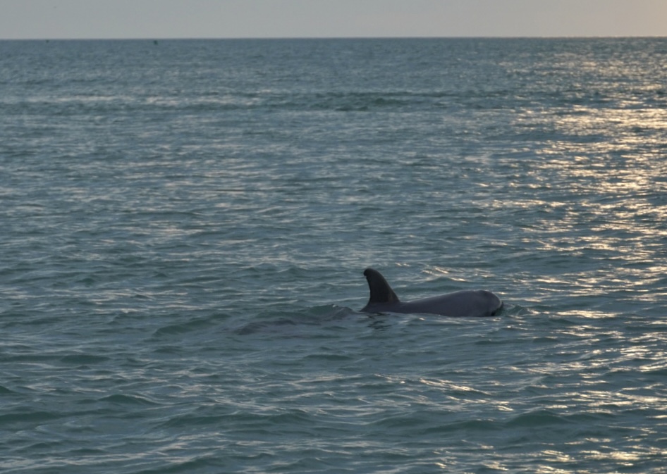 Fun Boat Anna Maria Island | 5501 Marina Dr, Holmes Beach, FL 34217, USA | Phone: (941) 504-9350