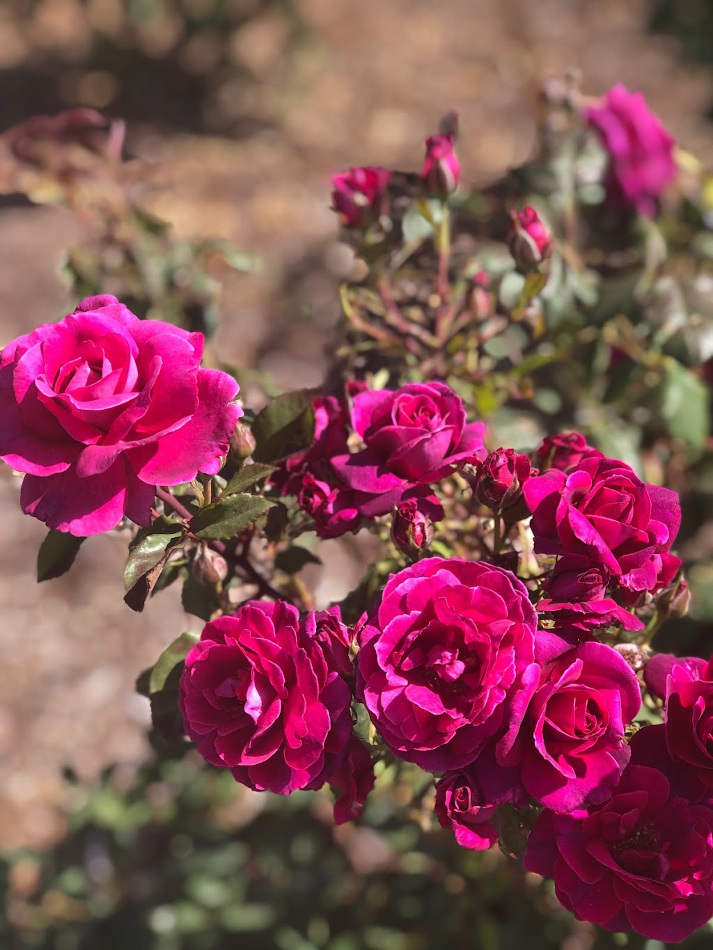 Rosary Garden | 3323 CA-67, Ramona, CA 92065, USA | Phone: (760) 533-5360