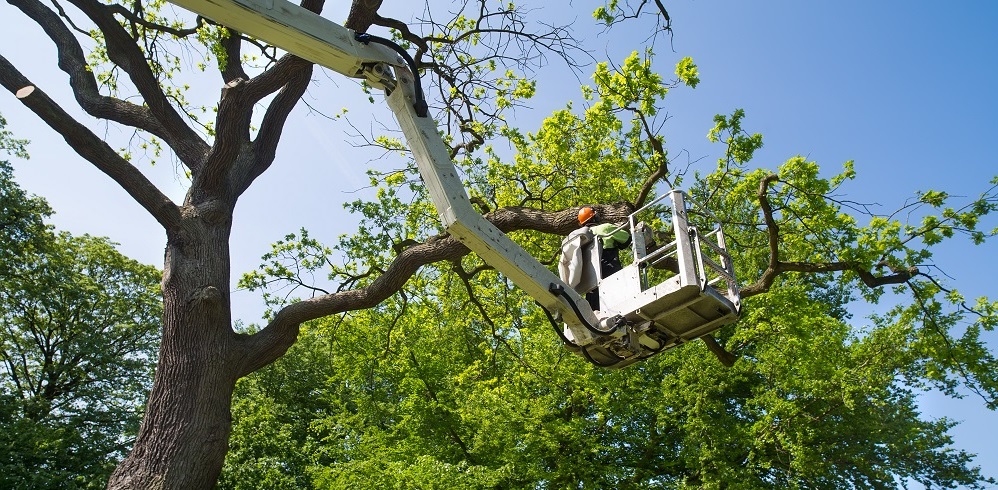 Whiskey Town Tree Service | 4408 Knoxville Ave, Peoria, IL 61614 | Phone: (309) 322-7862