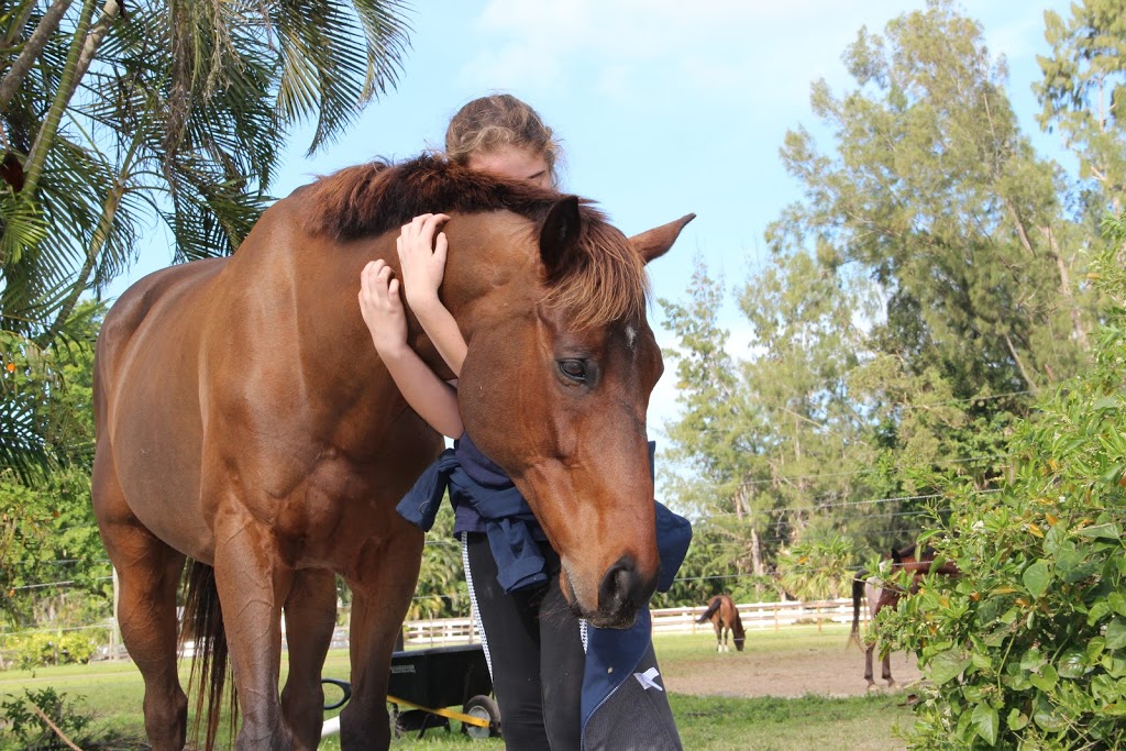 Cloudy Skies Equestrian | 14661 W Palomino Dr, Southwest Ranches, FL 33330, USA | Phone: (305) 989-0967