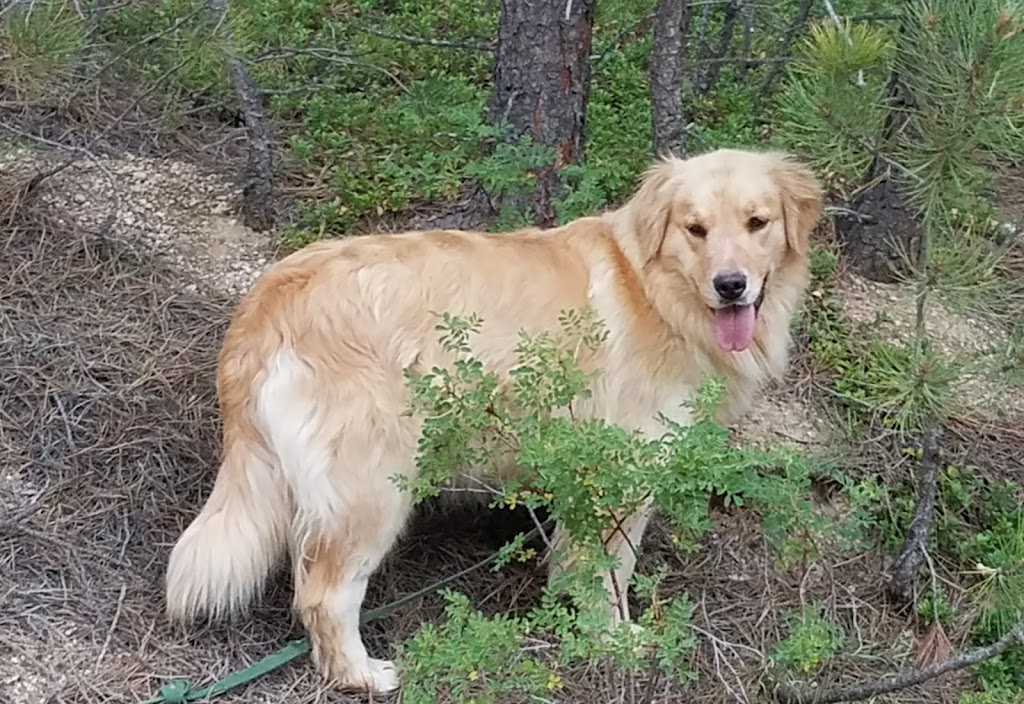 Mountain Pine Goldens | 1147 Canyon Estates Road, Penrose, CO 81240, USA | Phone: (719) 213-7773