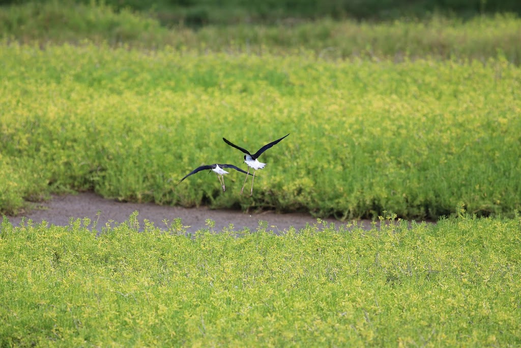 Kaelepulu Wetland Bird Preserve | 1460 Kiukee Pl, Kailua, HI 96734, USA | Phone: (808) 261-2179