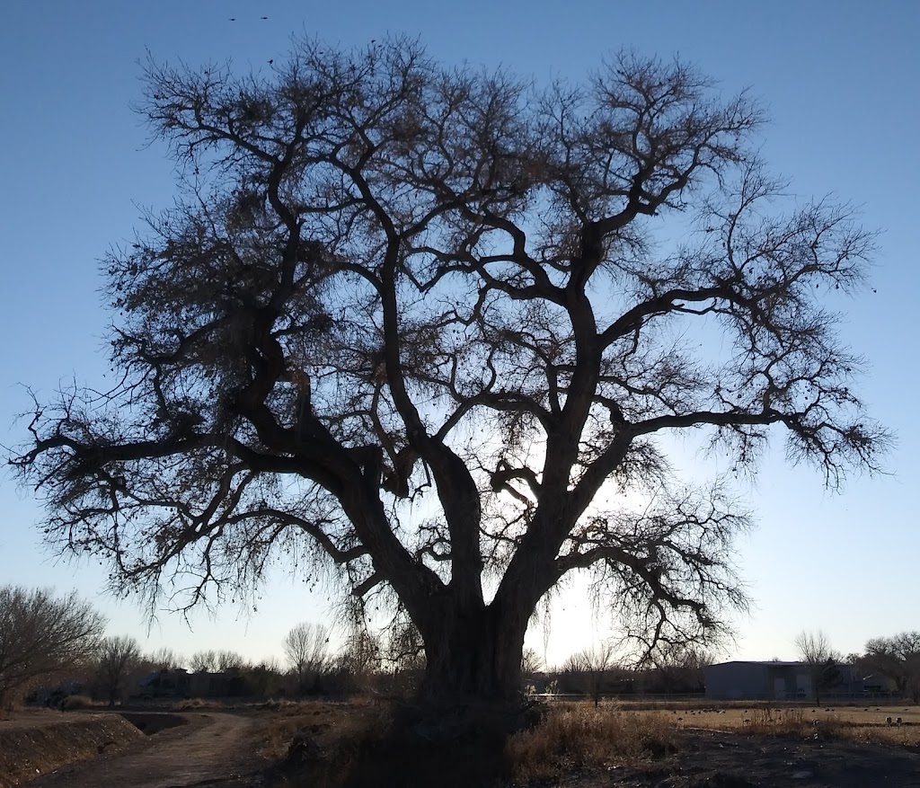 Los Poblanos Fields Open Space | 6000-6018 Los Poblanos Field Trails, Albuquerque, NM 87107, USA | Phone: (505) 768-4200